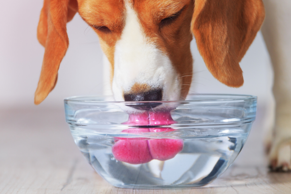 Dostatek pitné vody proti přehřátí u psa