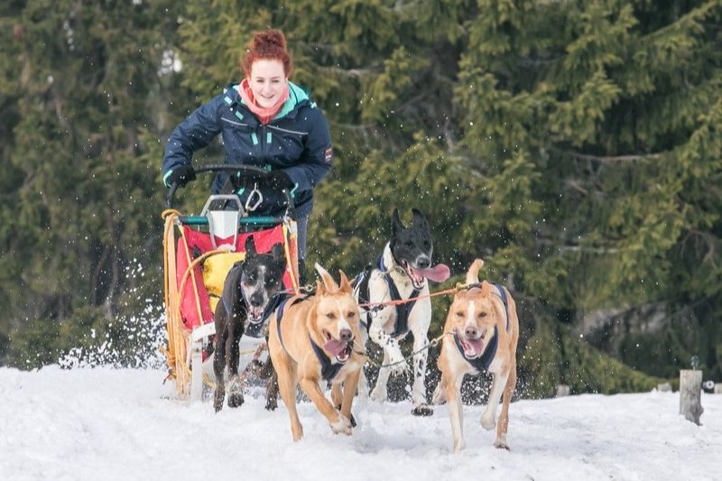 Dárky pro pejskaře - mushing